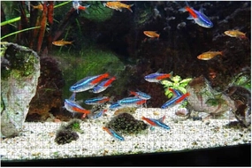 500 Piece landscaped Freshwater Tropical Aquarium Fish Tank, neon, Guppies, Large Piece Jigsaw Puzzles for Adults Educational Toy for Kids Creative Games Entertainment Wooden Puzzles Home Decor